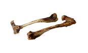 Deer shankbone